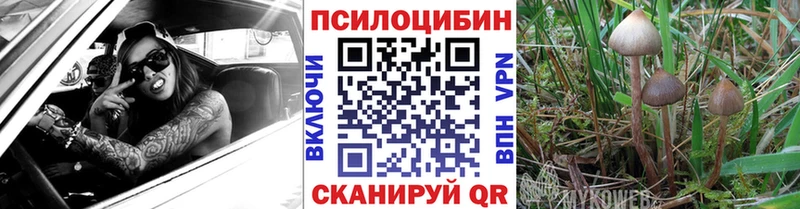 Купить закладки  Дальнегорск  Псилоцибиновые грибы Psilocybine cubensis 